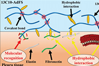 Biomater. Sci.：基于癸基改性阿拉斯加鳕鱼明胶的可生物降解组织粘合纤维片可有效预防肺漏气