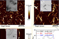 扬州大学解文媛&吴德峰Carbohydr. Polym.：纳米纤维素稳定水包油Pickering乳液的制备以及纤维柔性与乳化能力的关系