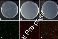 Int. J. Biol. Macromol.：PA-SLB核壳纳米纤维支架的制备及其用于切除伤口皮肤重建的体内外评估