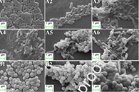 江苏大学刘芳&南京财经大学都立辉Int. J. Biol. Macromol.：明胶/壳聚糖/聚乳酸食品包装纳米纤维抗菌膜的静电纺丝制备与表征