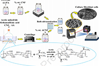 Polymer：ACNF对PCL/Gel电纺纳米纤维支架性能的影响以及该支架的软组织工程应用