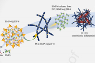 Mater. Sci. Eng. C：PCL/BMP-6@ZIF-8电纺纤维支架的制备及其骨再生应用