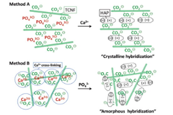 ACS Sustainable Chem. Eng.：TEMPO氧化纤维素纳米纤维与羟基磷灰石共沉淀制备非脆性纳米复合材料