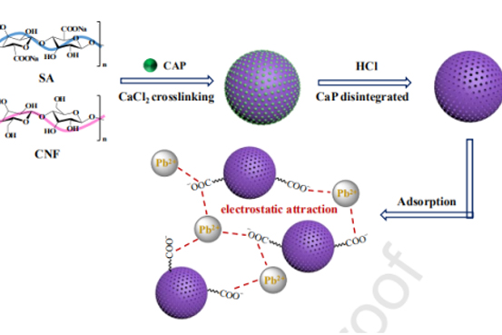 浙江海洋大学欧阳小琨&杨立业J. Mol. Liq.：多孔纤维素纳米纤维-海藻酸钠水凝胶微珠对水溶液中铅离子的吸附