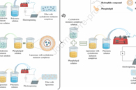 Trends Food Sci. Tech.：食品用环糊精包合物、脂质体、静电纺丝及其组合包封植物提取物化合物