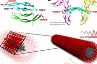 中国医学科学院放射医学研究所刘鉴峰&南开大学杨志谋Chem. Eng. J.：PDGF模拟超分子纳米纤维修复电离辐射损伤
