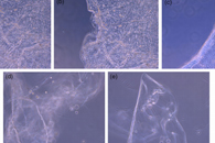 J. Biomed. Mater. Res. Part B Appl. Biomater.：含CAGE的电纺蛋白支架的制备及其在皮肤伤口愈合中的应用