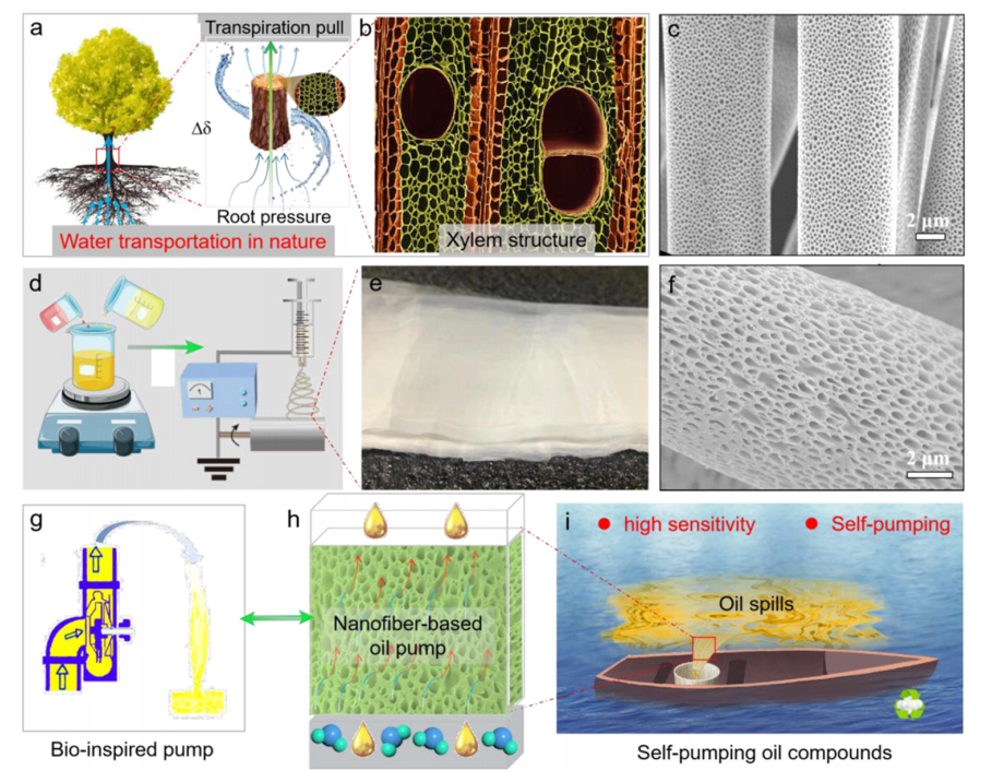 深圳大学朱才镇&徐坚&田雷ACS Appl. Mater. Interfaces：仿生多孔纳米纤维基油泵的制备及其在油自发性定向运输和收集中的应用