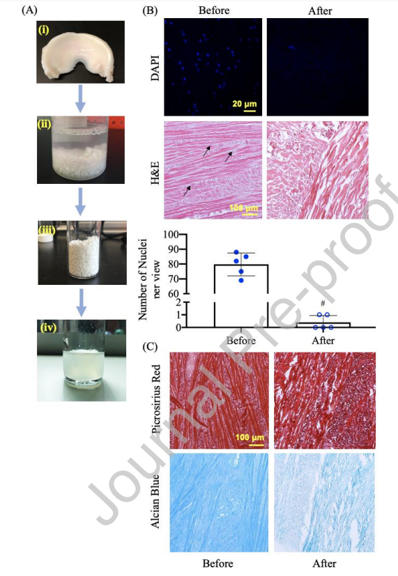 Acta Biomater.：基于脱细胞半月板基质的纳米纤维支架的开发及其在半月板组织工程中的应用