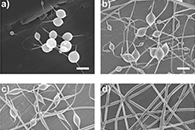 Biomater. Sci.：藻酸盐基静电纺丝纳米纤维封装细菌