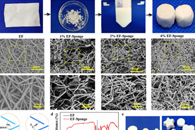 上海交通大学崔文国J. Nanobiotechnol.：具有3D ECM仿生特性的电纺短纤维海绵及其在皮肤组织工程中的应用