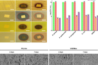 ACS Appl. Mater. Interfaces：含中草药提取物和抗生素的电纺核壳PCL/Gel纳米纤维敷料的制备及其伤口愈合特性