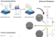 中山大学附属口腔医院张新春Colloids Surf. B Biointerfaces：双层MNBG/PLGA膜的制备及其在引导性骨再生中的应用