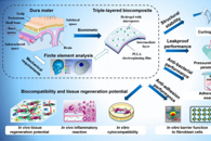 北京航空航天大学樊瑜波Acta Biomater.：一种用于硬脑膜修复的多功能仿生三层复合材料