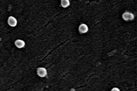 含SDF-1α负载PLGA纳米粒子的壳聚糖基纳米纤维支架及其抗肿瘤活性
