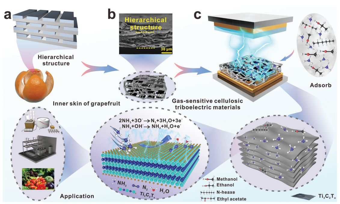 广西大学聂双喜Adv. Sci.：层状结构气敏CNF基摩擦电材料的制备及其在自供电氨气传感中的应用