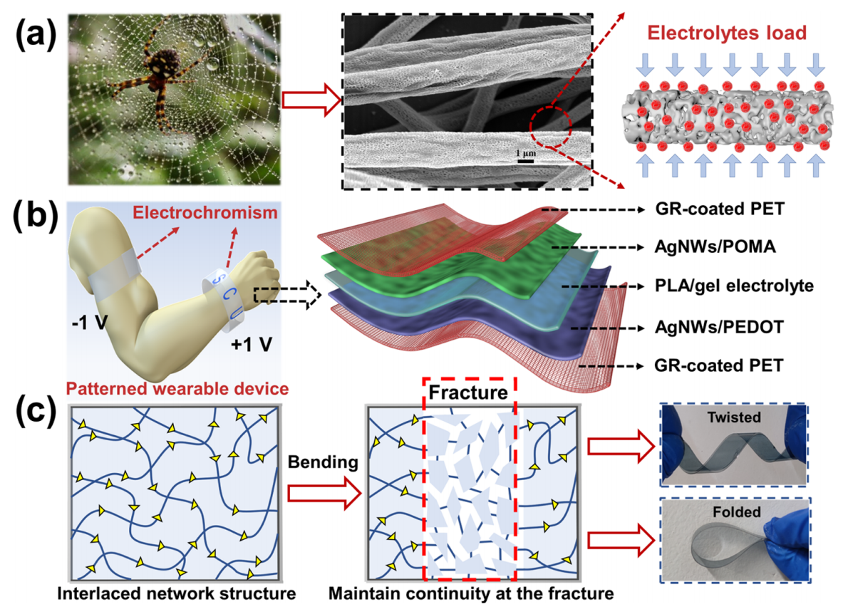 四川大学杨琴&陈胜ACS Appl. Mater. Interfaces：基于仿生蜘蛛网五重网络结构的柔性电致变色器件及其光学调制和抗弯曲能力