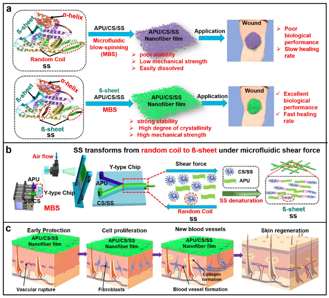 南京工业大学陈苏&福建农林大学庞杰Adv. Fiber Mater.：微流控吹纺制备醇溶性APU/CS/SS人工皮肤支架材料及其性能研究