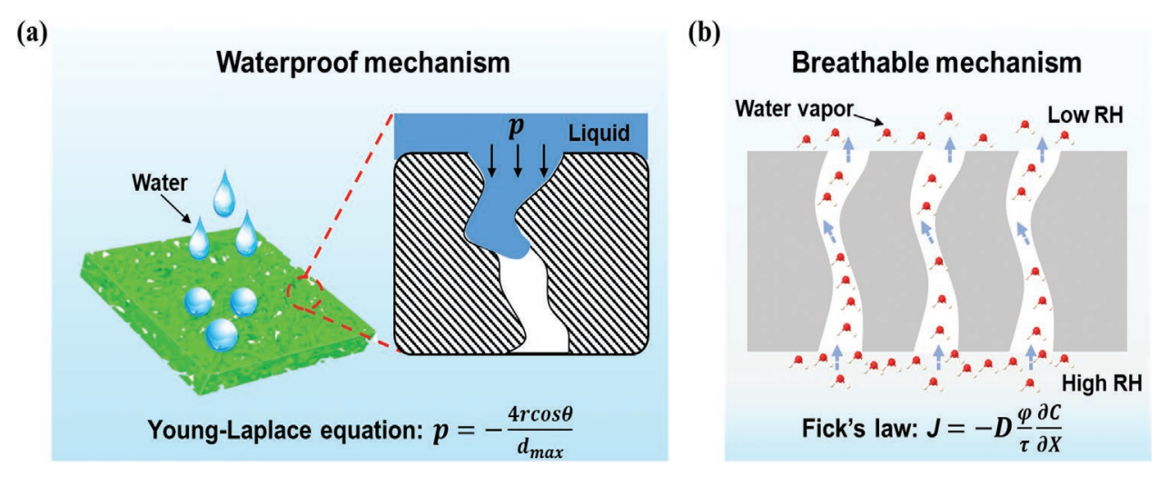 东华大学张世超&丁彬Small：防水透气纳米纤维膜设计、制备与应用的最新进展