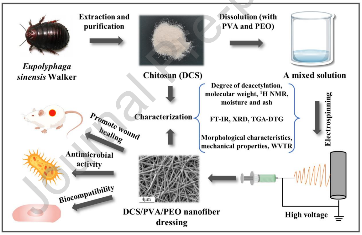 成都中医药大学潘晓丽Colloids Surf. B Biointerfaces：一种新型昆虫壳聚糖的提取与表征及其在静电纺丝制备纳米纤维膜中的应用