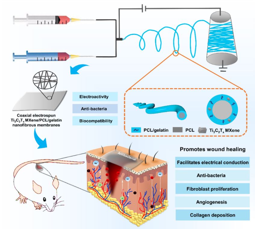 西北工业大学赵雯副教授：同轴电纺Ti3C2Tx MXene电活性抗菌纳米纤维伤口敷料