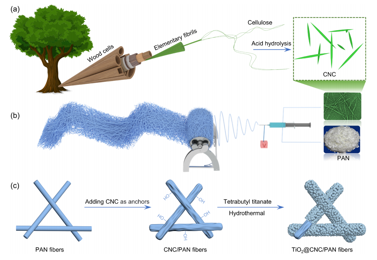 东北林业大学韩广萍&程万里Adv. Fiber Mater.：纤维素纳米晶锚定TiO2原位改性电纺丝聚丙烯腈膜用于含油废水回收