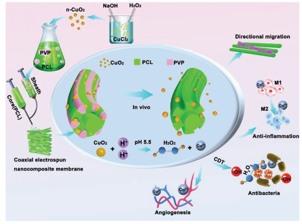 四川大学张利&李玉宝教授团队Small：负载CuO2的纳米复合纤维膜用于糖尿病伤口治疗