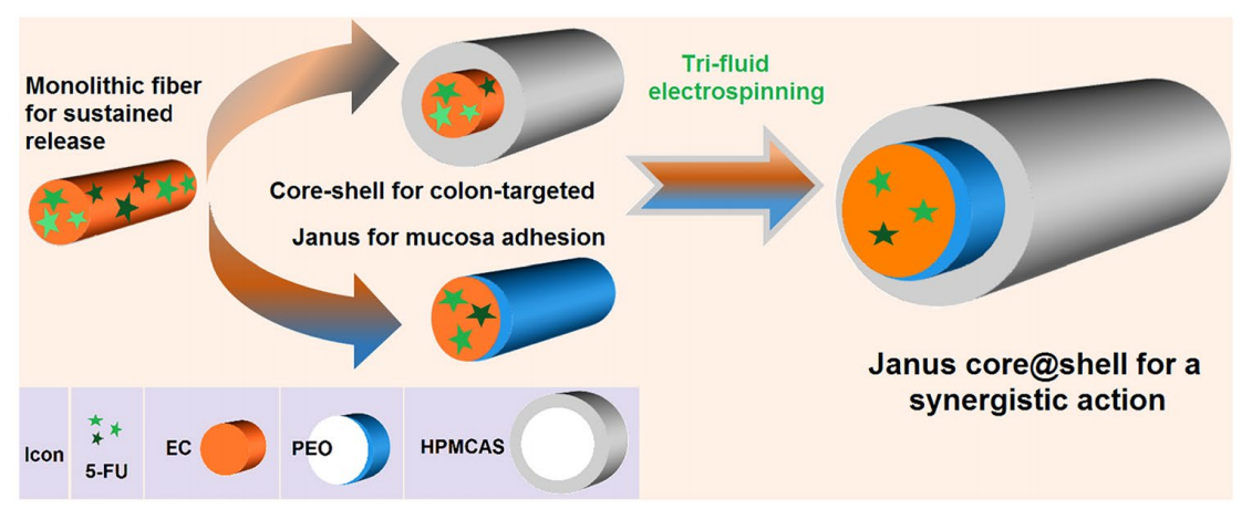 上海理工大学余灯广&刘萍Adv. Compos. Hybrid Mater.：结合三种聚合物的电纺Janus核壳杂化物实现高效结肠靶向药物递送