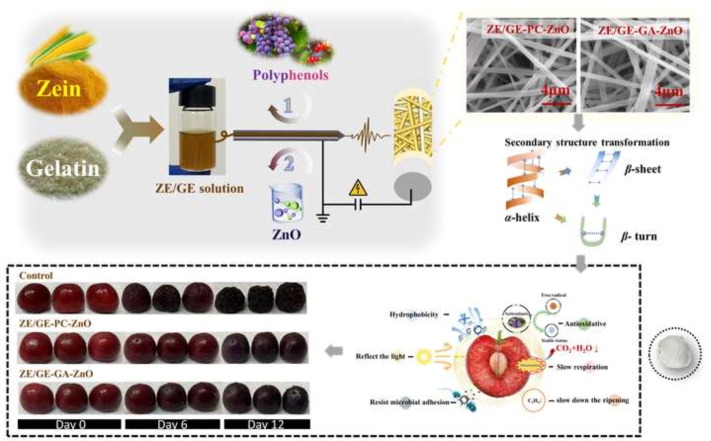 北京工商大学肖俊松Food Chem.：天然多酚和ZnO纳米粒子负载蛋白质基生物聚合物多功能电纺纳米纤维膜用于水果保鲜