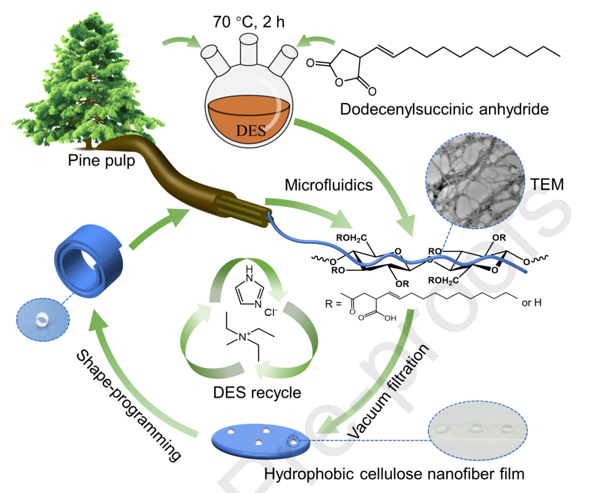 武汉大学常春雨Chem. Eng. J.：疏水纤维素纳米纤维制备高强度可回收水塑性薄膜