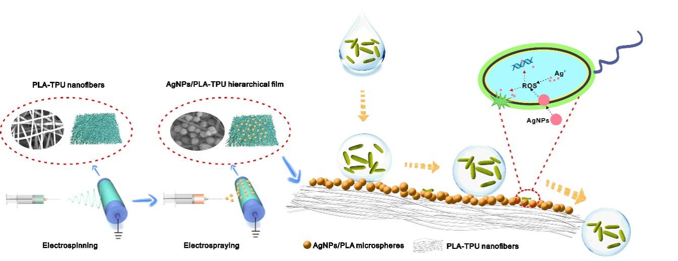 广西大学段青山博士课题组：一种AgNPs-PLA微球/PLA-TPU纳米纤维分层抗菌膜