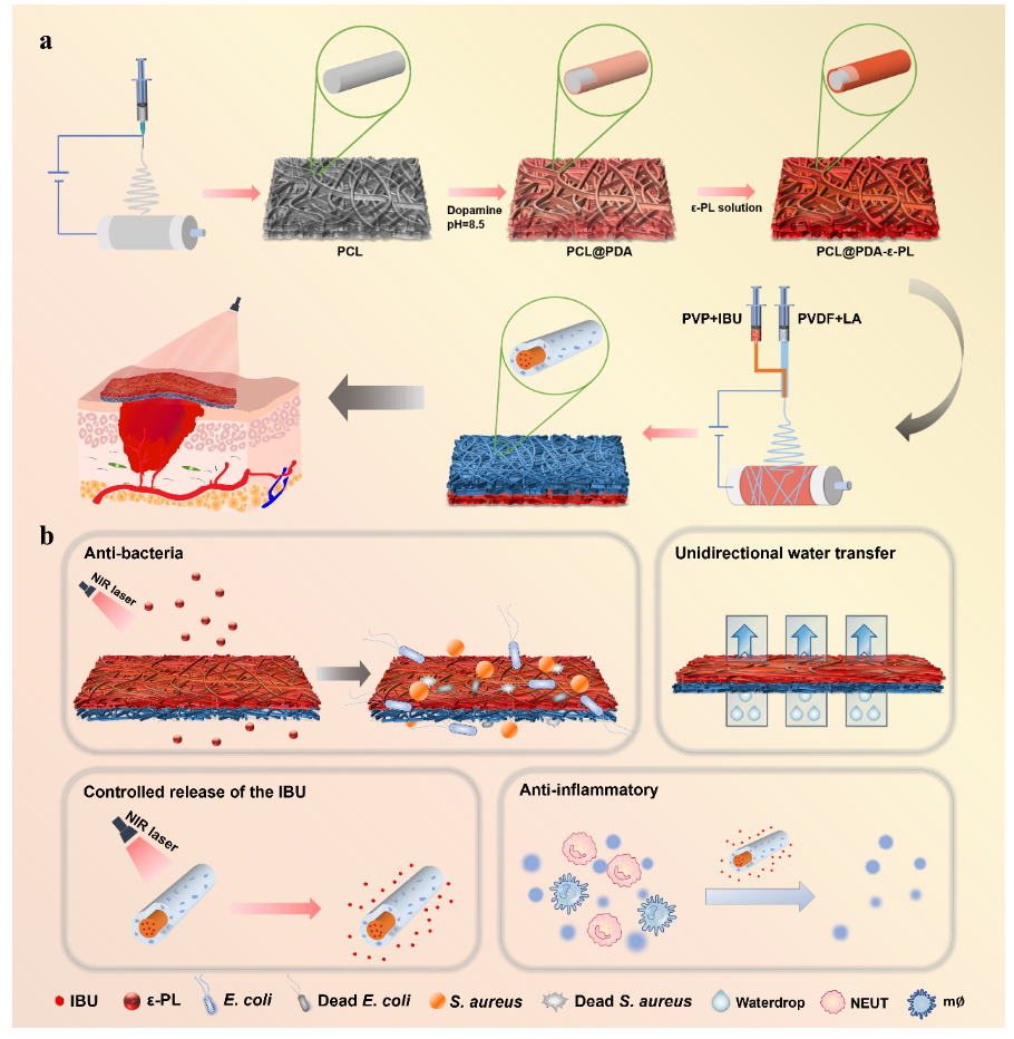 广东工业大学汤亚东、广东省科学院高博韬《ACS AMI》：多功能集成型Janus纳米纤维伤口敷料