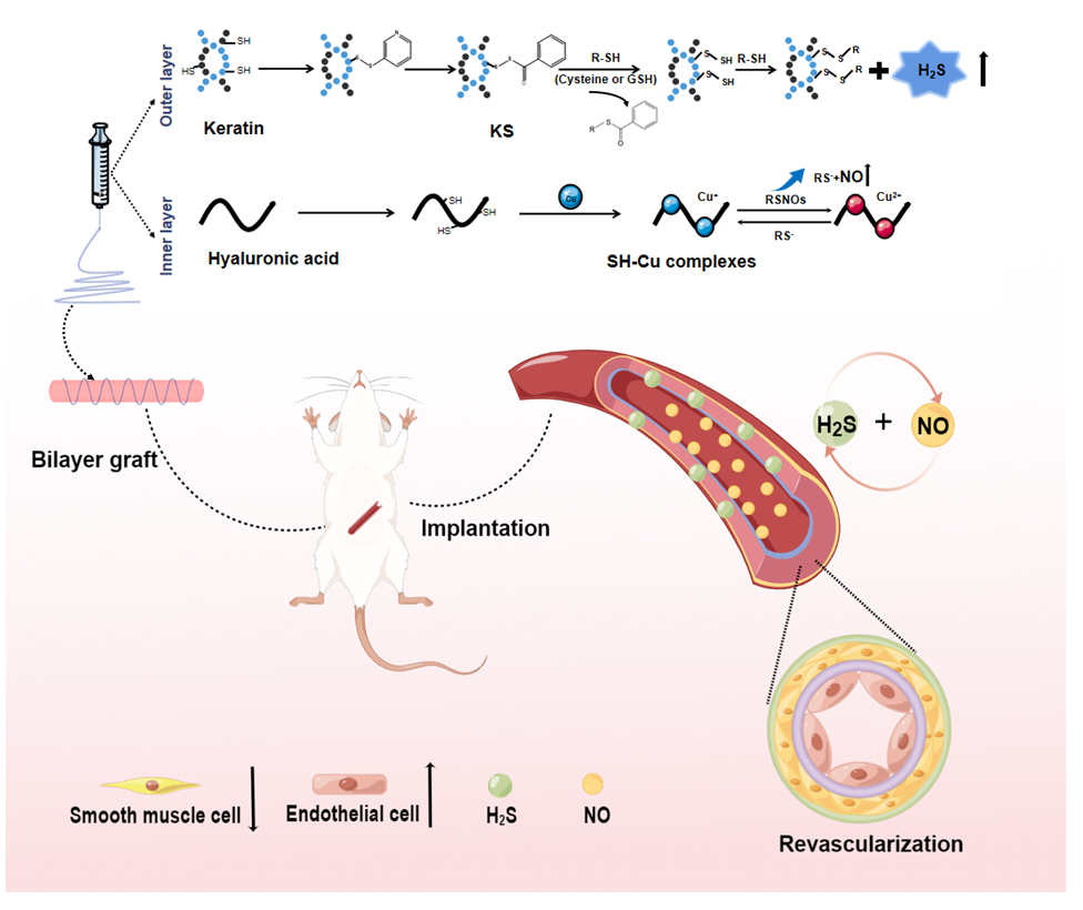 南师大沈健&袁江&上交大儿医中心殷猛教授：内皮仿生且具有一氧化氮和硫化氢双重释放功能组织工程血管的构建