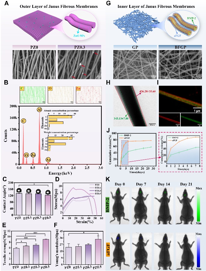 重庆医科大学白燕教授&西南医院李江峰副研究员《AFM》：基于协同级联疗法的Janus纤维膜，助力骨再生