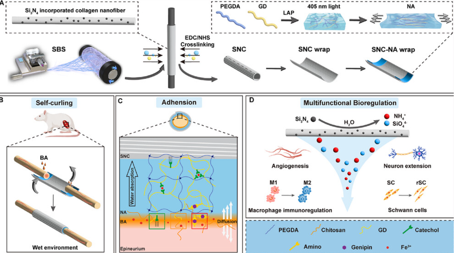5篇《Adv. Funct. Mater.》！“静电纺丝&纳米纤维”研究新成