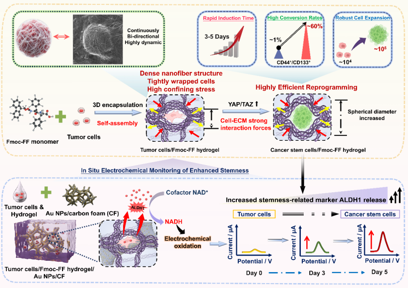 北京化工大学陈旭教授&杨昭副教授：基于自组装肽纳米纤维水凝胶的多功能平台，快速重编程和原位监测肿瘤细胞转化为肿瘤干细胞