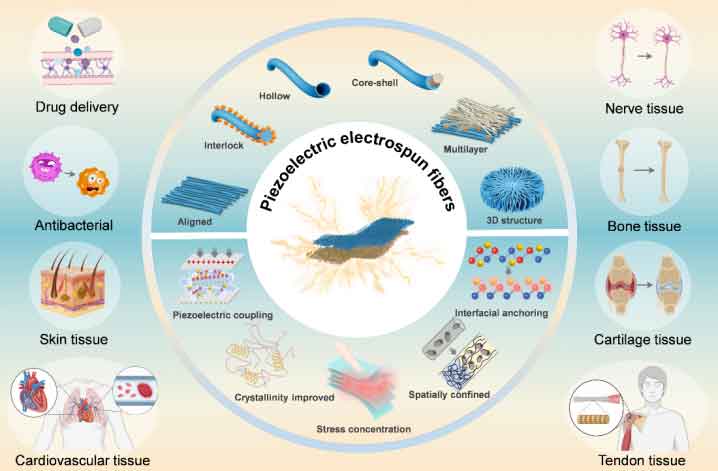清华大学李舟教授：压电电纺纤维驱动组织再生新纪元