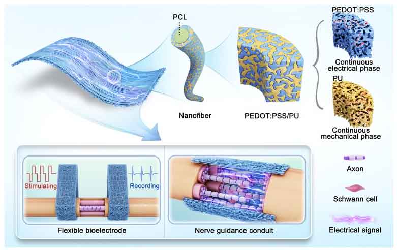 北京化工大学薛佳佳教授Adv. Mater.：基于纳米纤维的电活性界面，实现协调神经调控和周围神经再生