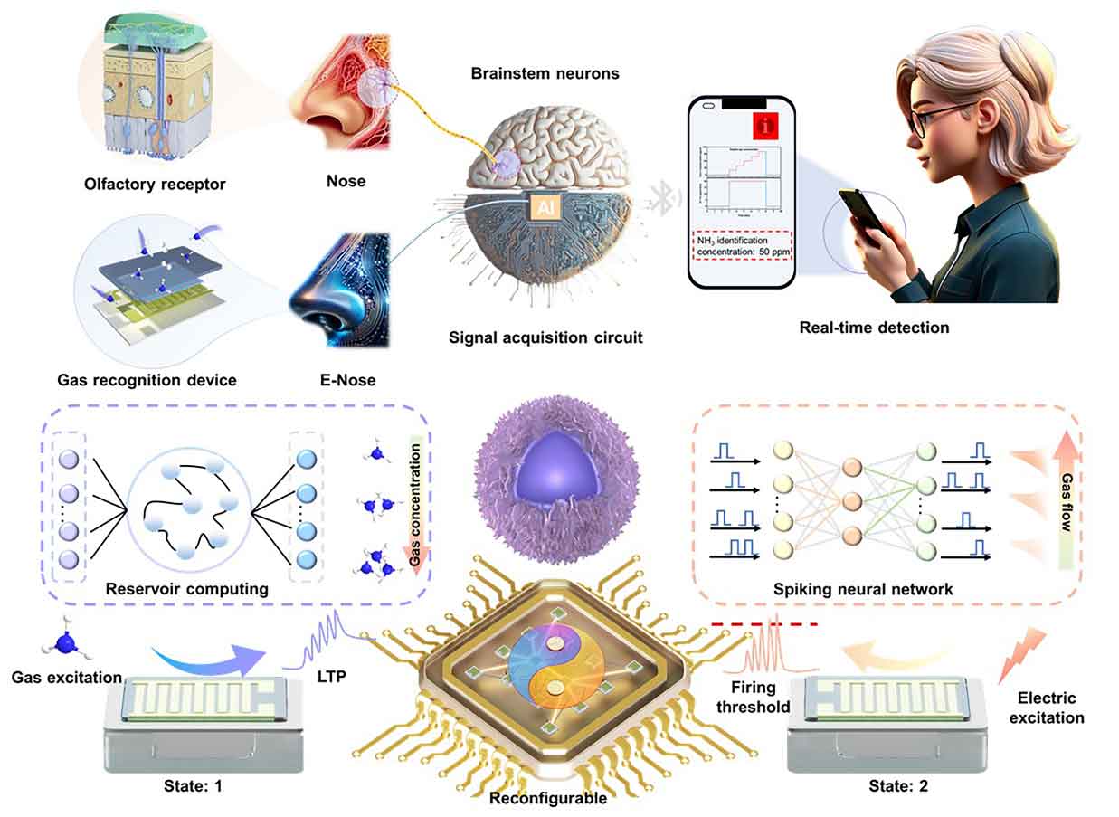 山东大学王天宇、孟佳琳等Research：可重构嗅觉忆阻器赋能感存算一体芯片，实现混合神经网络计算