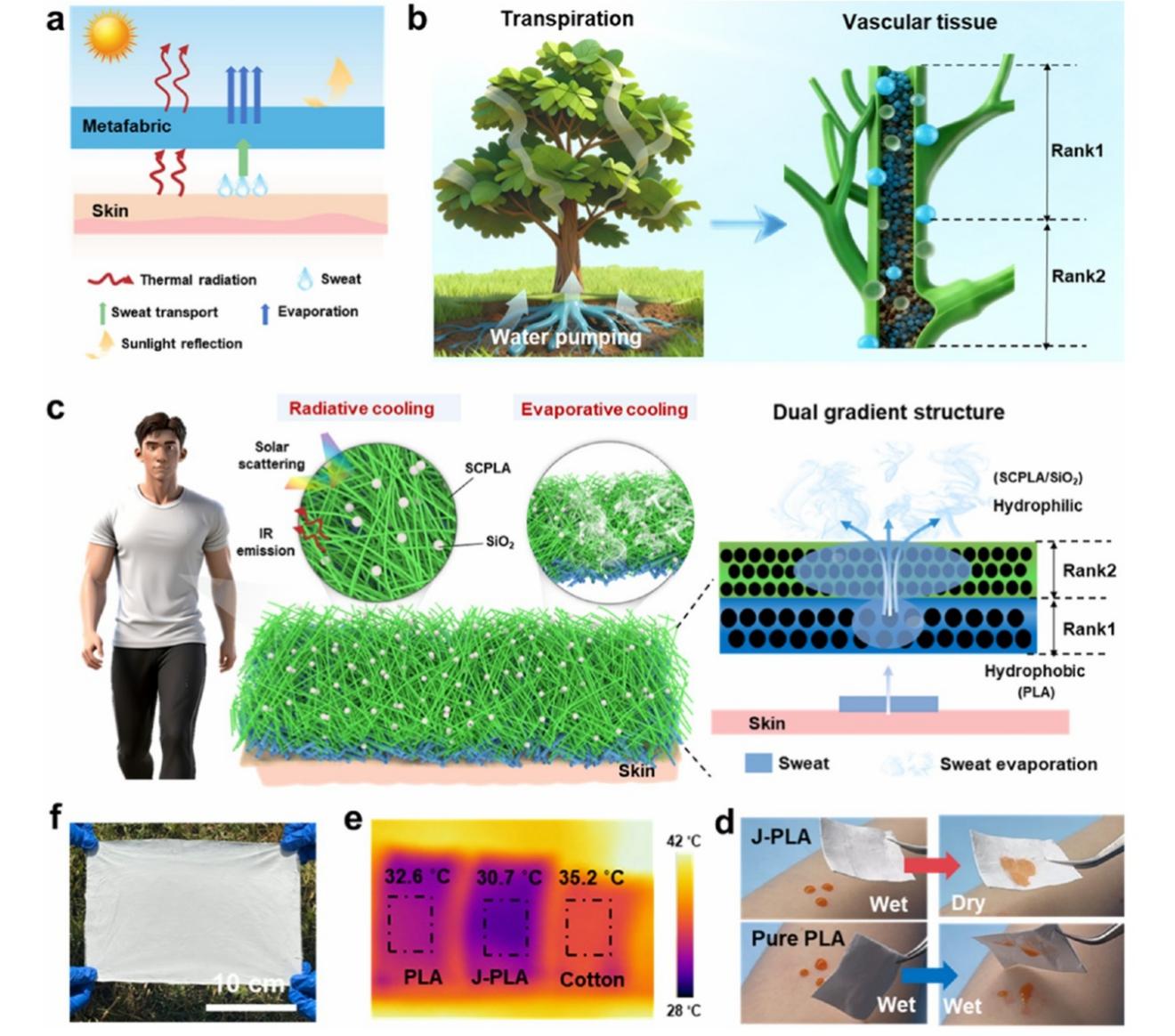 中国矿大团队！研发高性能被动降温仿生 Janus聚乳酸超织物