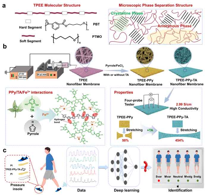 华侨大学付莲莲&厦门大学林友辉&莆田学院陈健敏Adv. Fiber Mater.：高拉伸导电聚醚酯基柔性传感器，实现膝畸形98%精准诊断